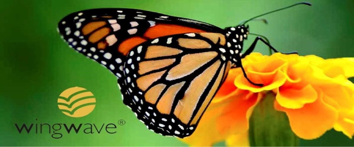 COACHING WINGWAVE® PARA GESTIONAR EL ESTRÉS